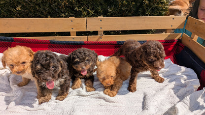 TOY POODLE (01/23) MALE