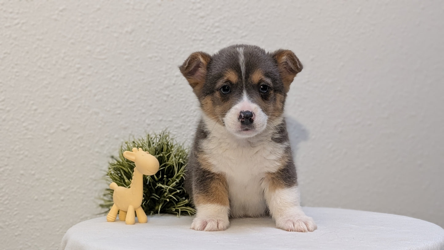 CORGI (JAN 09) MALES