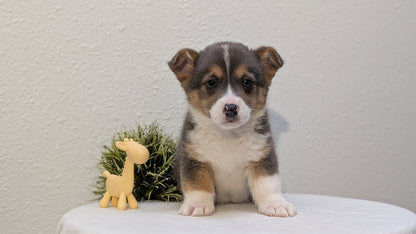 CORGI (JAN 09) MALES