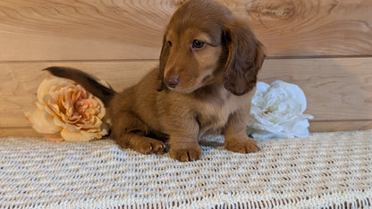 MINI DACHSHUND (JUL 30) 4 MALES/1 FEMALE