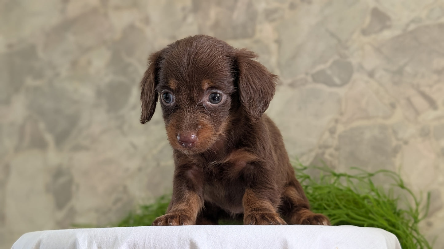 MINI DACHSHUND (APR 29) FEMALES