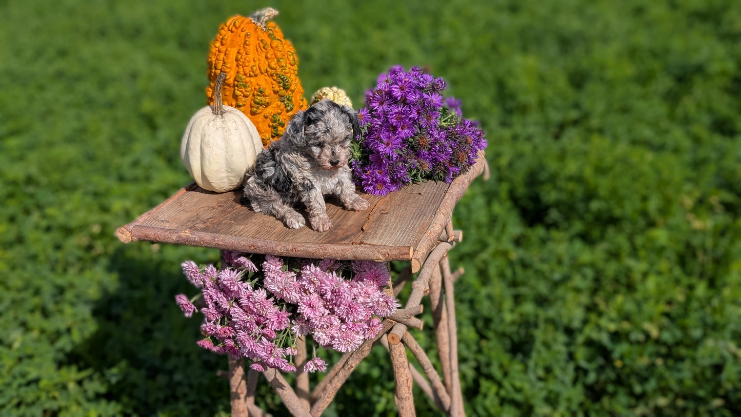 TOY POODLE (08/28) FEMALE