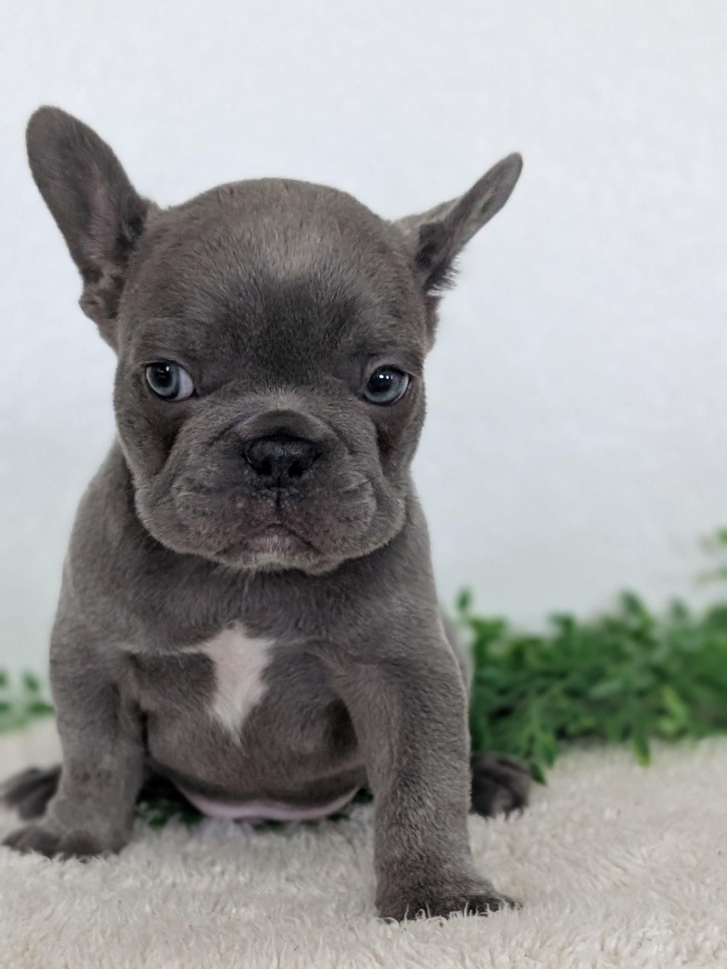 FRENCH BULLDOG (FEB 16) MALE