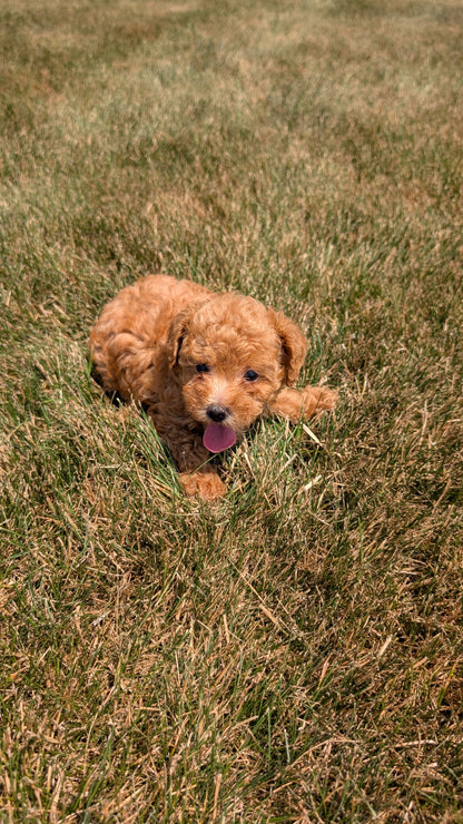 TOY POODLE (05/31) FEMALE