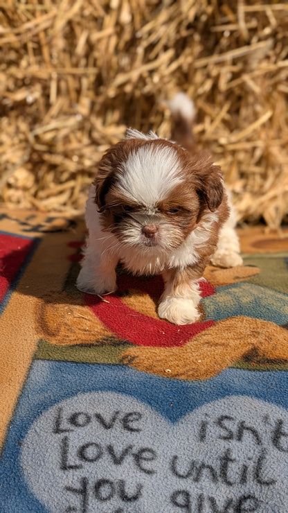SHIH TZU (02/01) MALE