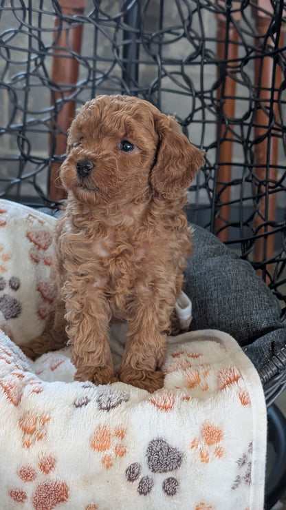TOY POODLE (SEP 10) 4 MALES/2 FEMALES