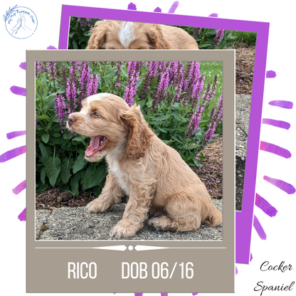 COCKER SPANIEL (06/16) MALE