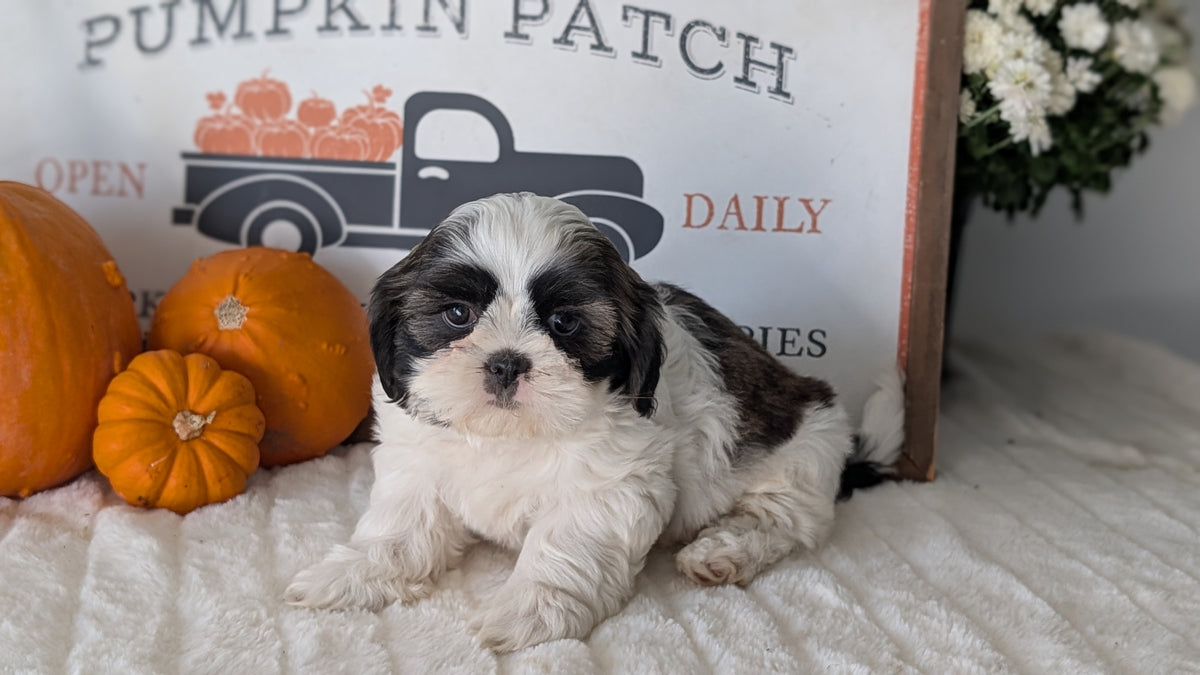 SHIH TZU (AUG 17) 2 FEMALES/3 MALES