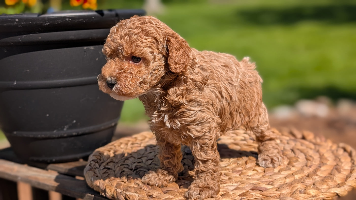 MINI POODLE (APR 03) FEMALES