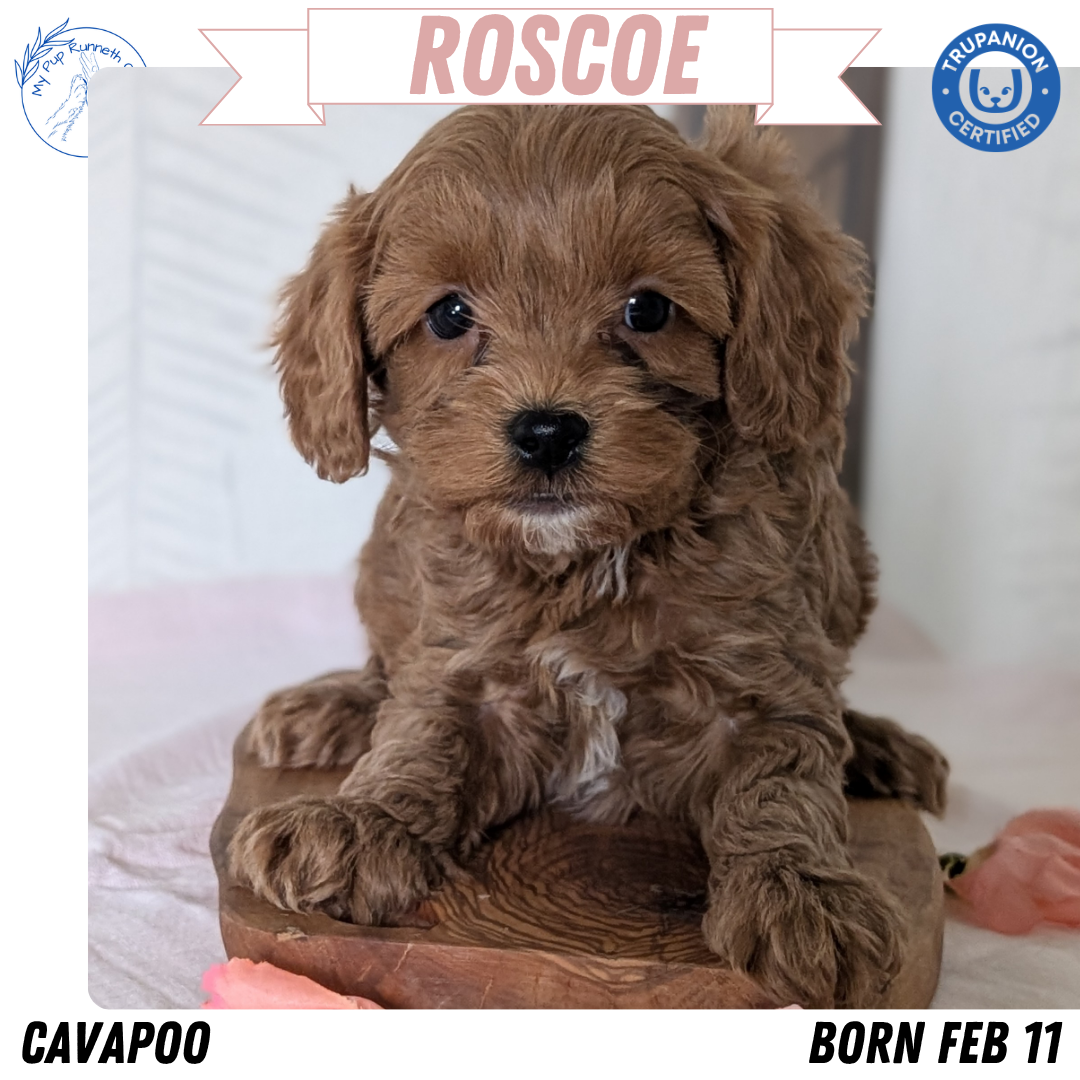CAVAPOO (FEB 11) MALES