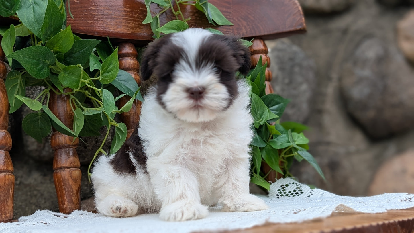 HAVANESE (APR 09) FEMALE