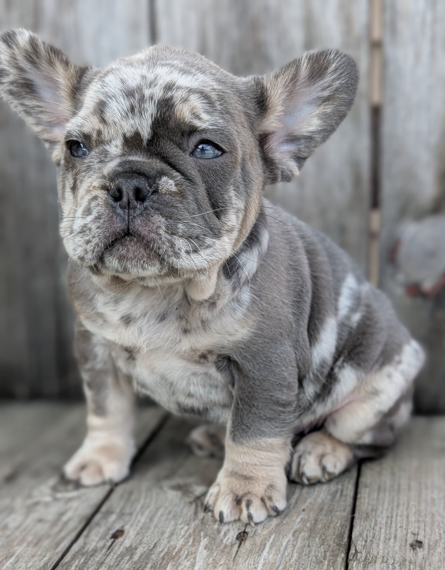 FRENCH BULLDOG (09/09) MALE