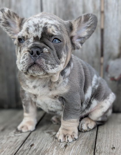 FRENCH BULLDOG (09/09) MALE