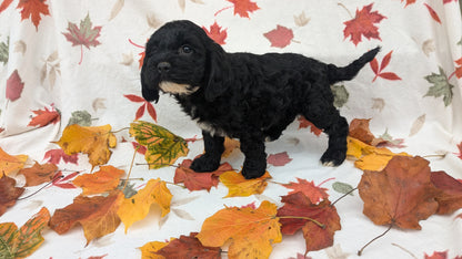 COCKAPOO (08/03) MALE