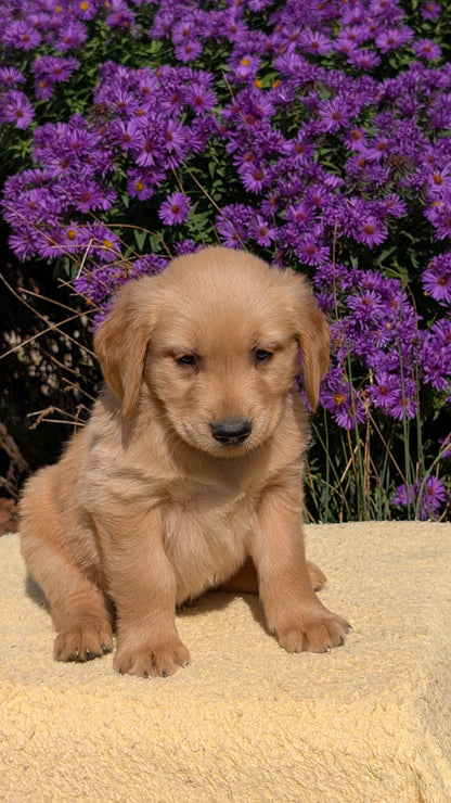 GOLDEN RETRIEVER (08/14) MALE