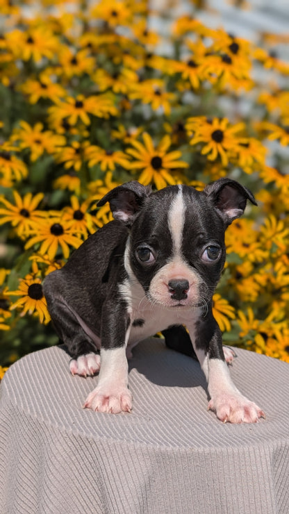 BOSTON TERRIER (JUL 11) 4 FEMALES/4 MALES