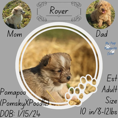 POMAPOO (1/15) MALE
