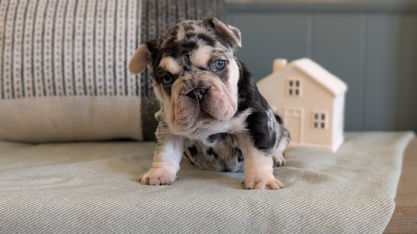 FRENCH BULLDOG (JAN 09) FEMALES