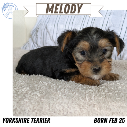 YORKSHIRE TERRIER (02/25) FEMALE