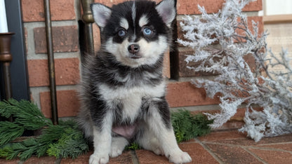 POMSKY (NOV 15) MALE