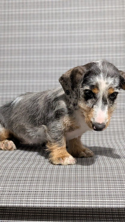 MINI DACHSHUND (JUN 04) FEMALES