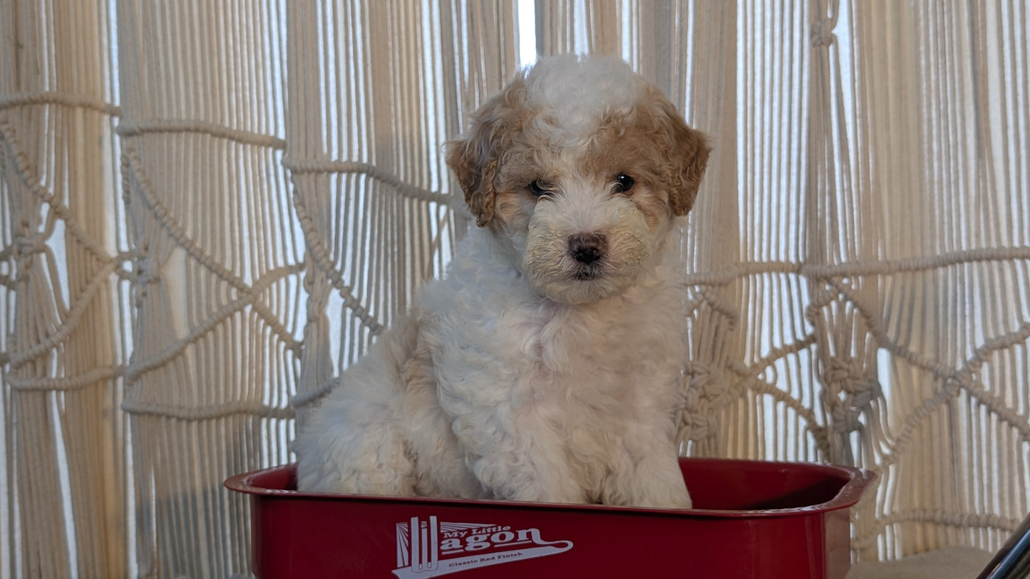CAVAPOO (NOV 17) FEMALES