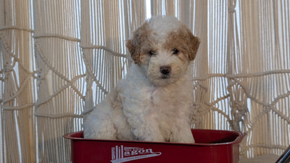 CAVAPOO (NOV 17) FEMALES