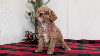 CAVAPOO (OCT 27) FEMALES