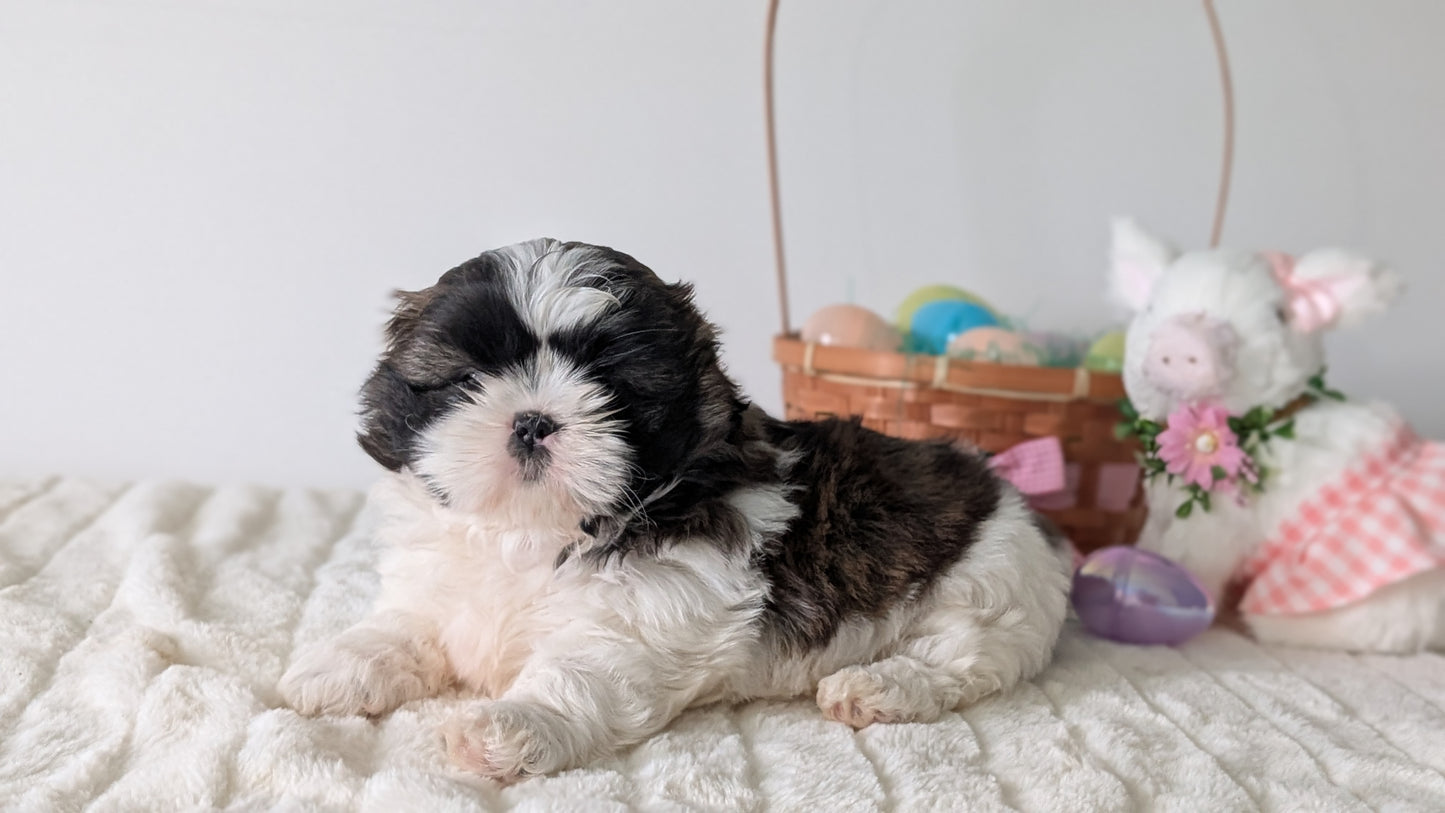 SHIH TZU (FEB 10) FEMALES