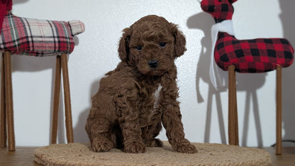 MINI POODLE (NOV 14) MALES