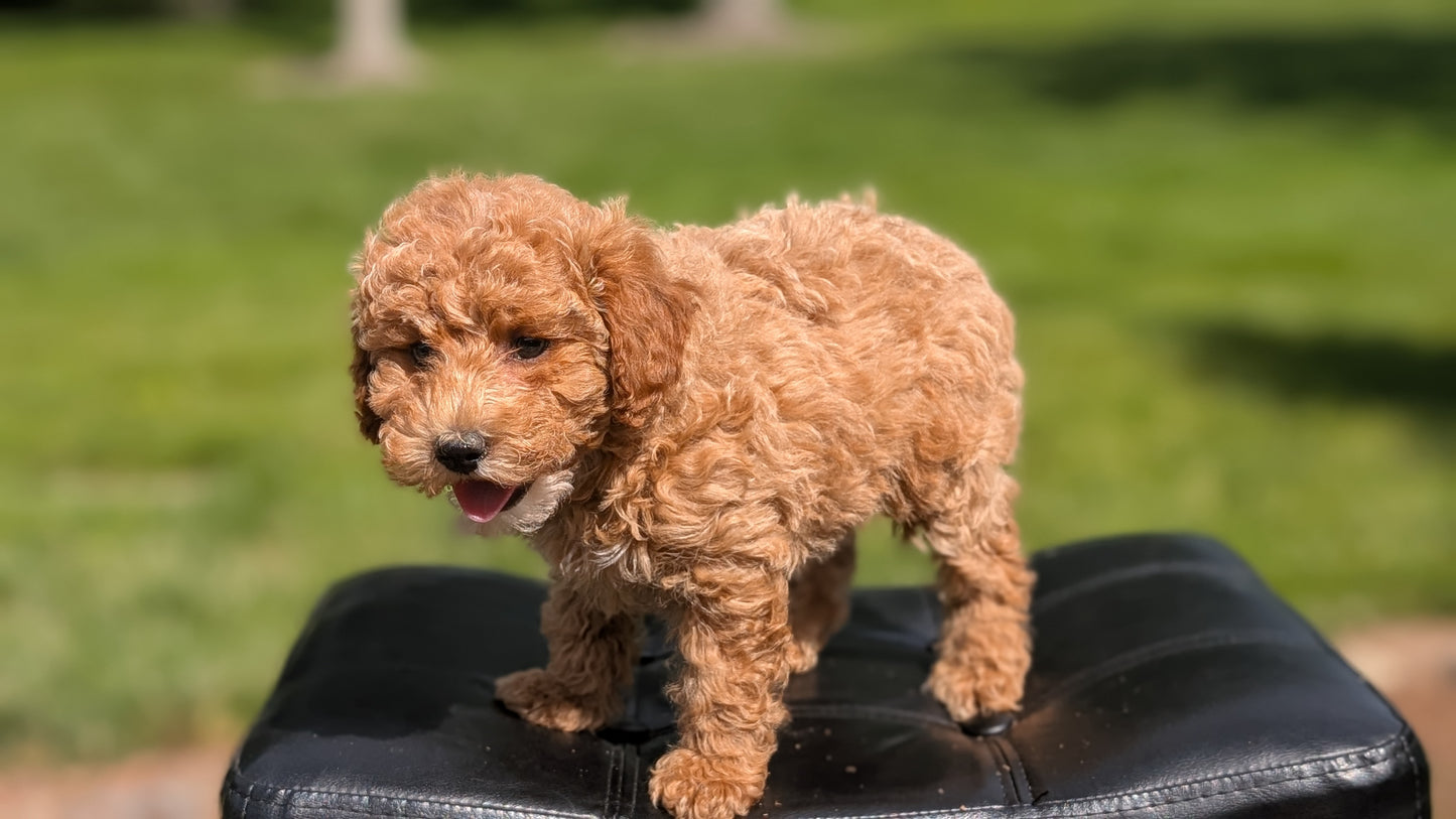 MINI POODLE (APR 03) FEMALES