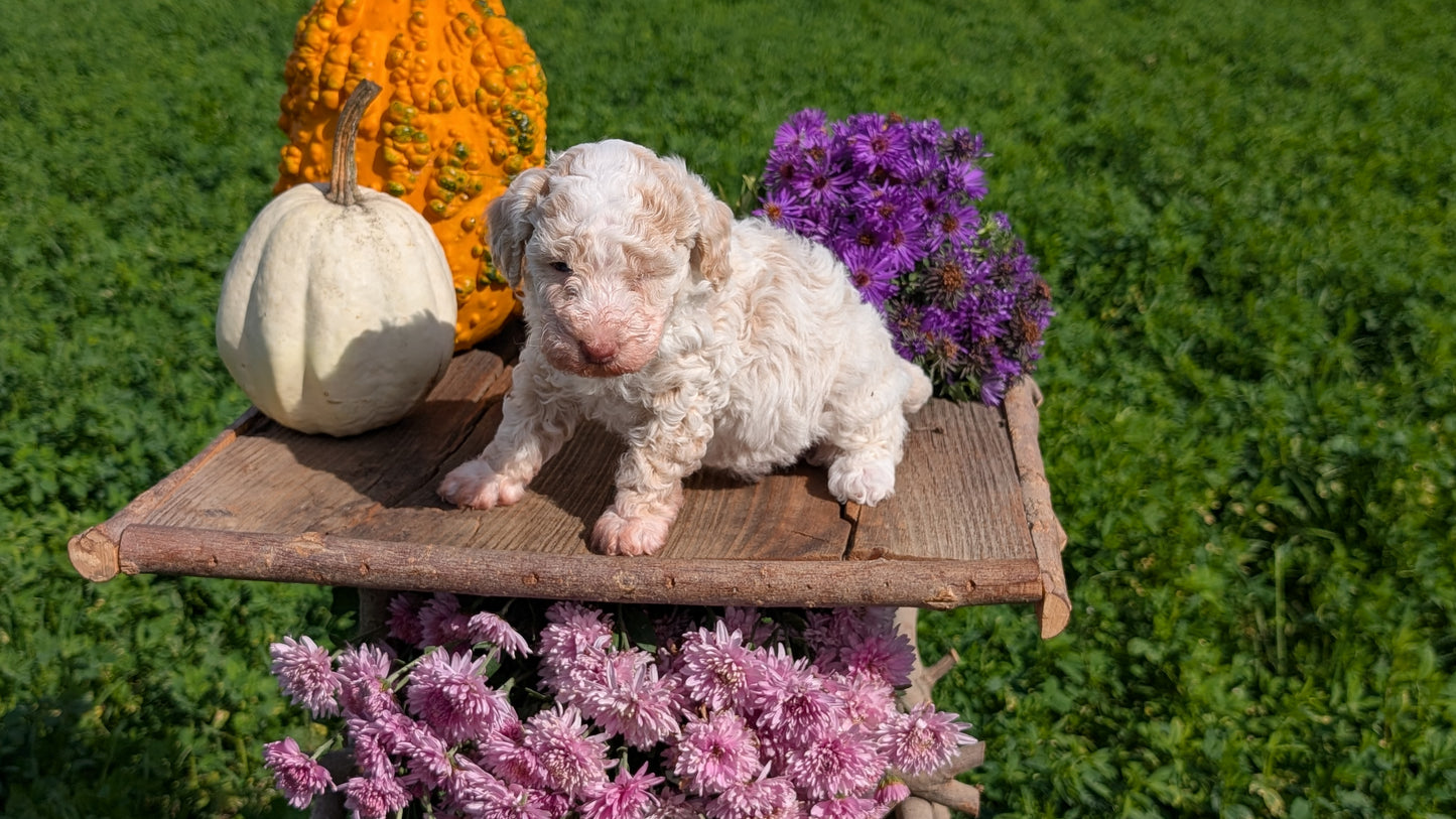 TOY POODLE (08/28) FEMALE