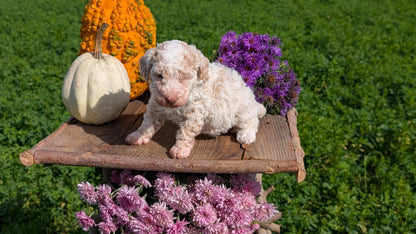 TOY POODLE (08/28) FEMALE