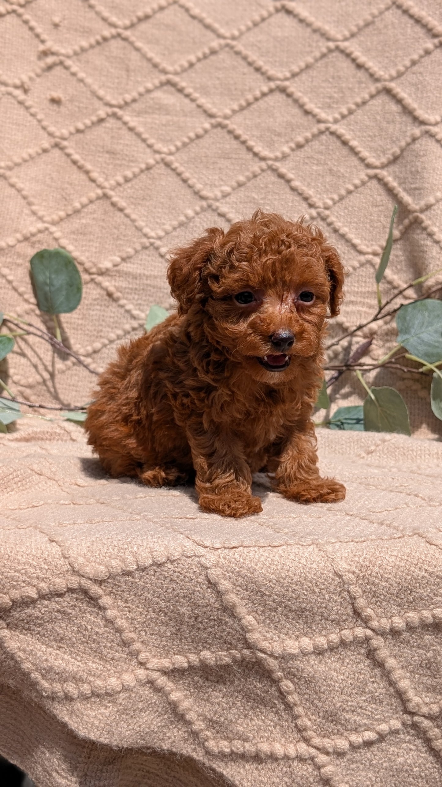 COCKAPOO (05/31) FEMALE