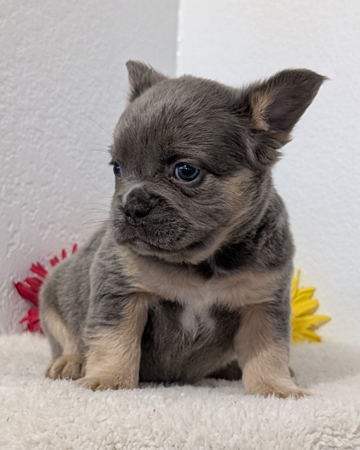 FRENCH BULLDOG (FEB 21) FEMALE