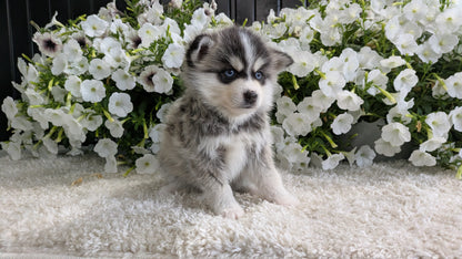 POMSKY (04/01) MALE