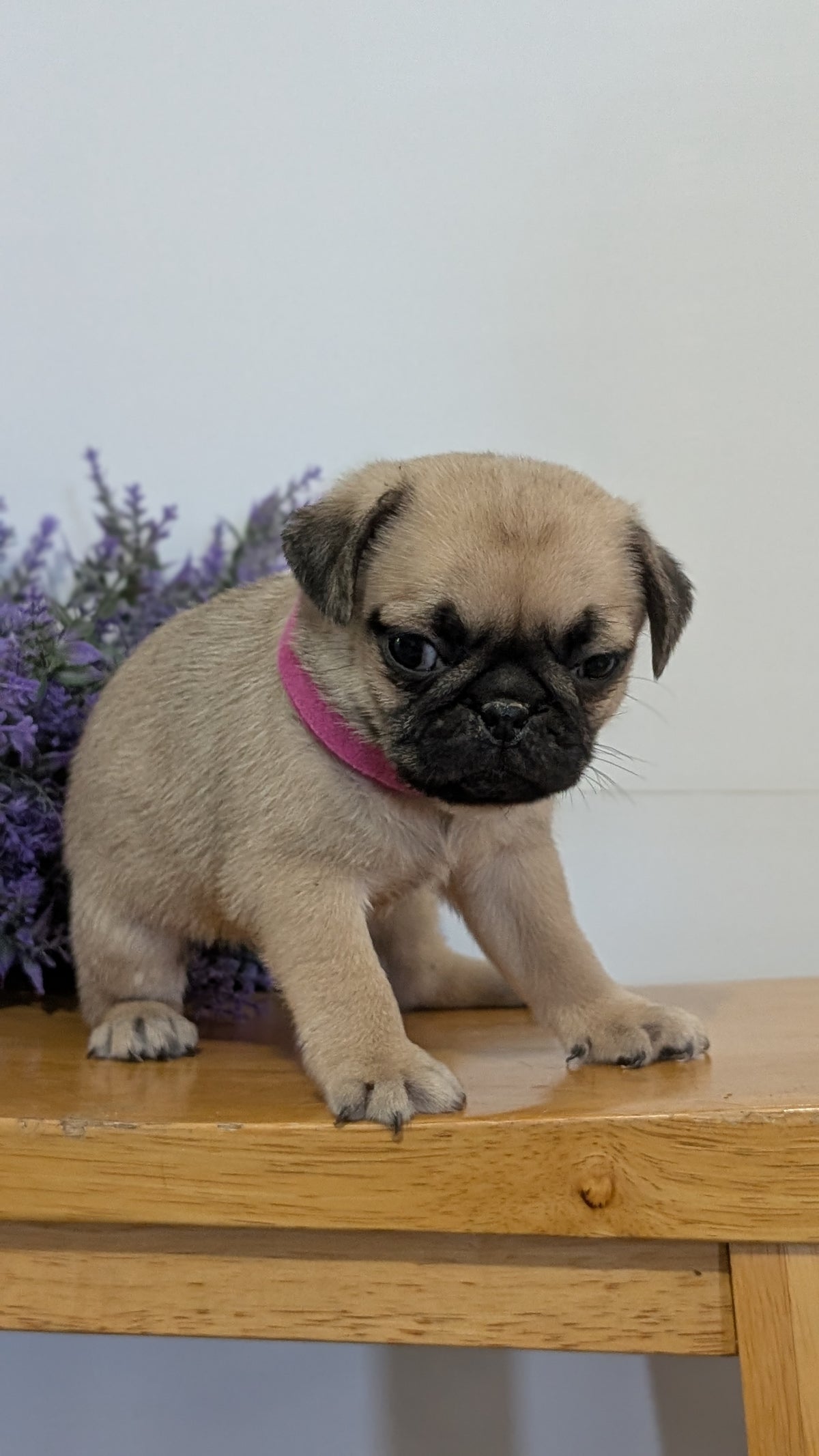 PUG (SEP 12) 4 MALES/1 FEMALE
