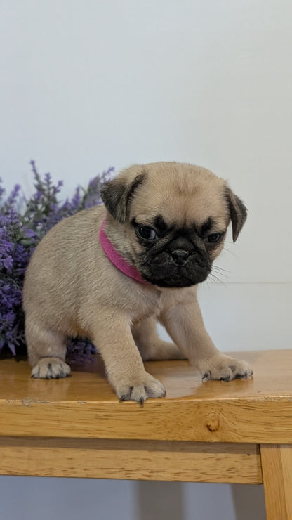 PUG (SEP 12) 4 MALES/1 FEMALE