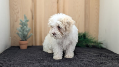 HAVANESE (09/13) FEMALE