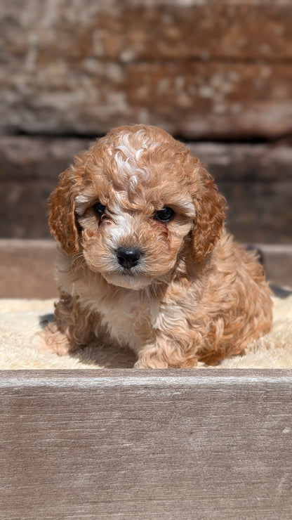 COCKAPOO (MAY 13) MALES