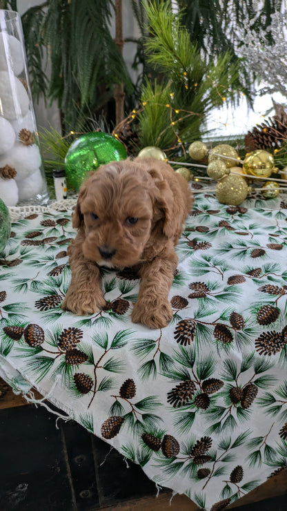 COCKAPOO (10/14) MALE