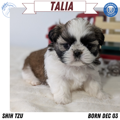 SHIH TZU (DEC 03) FEMALE