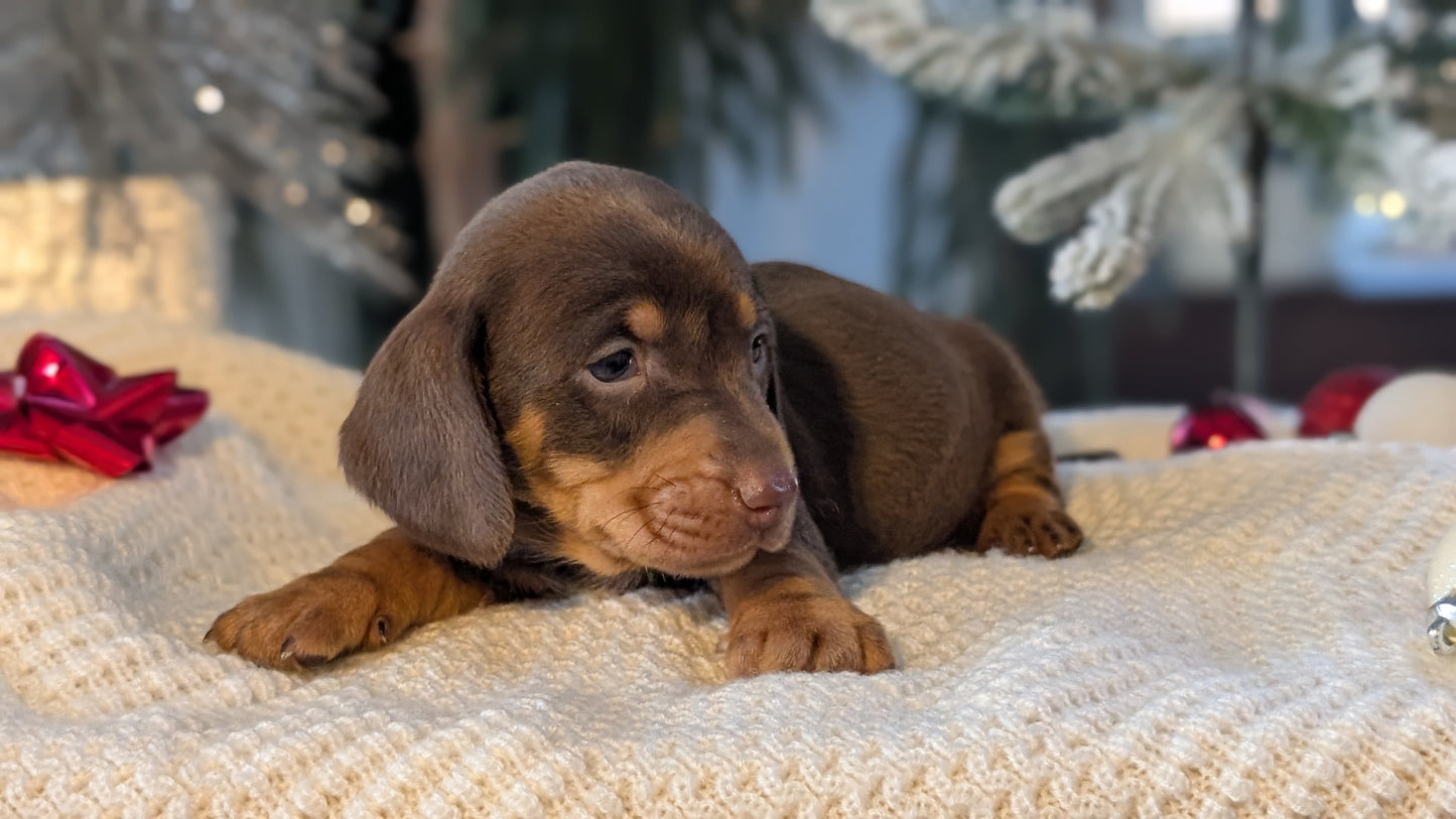 MINI DACHSHUND (NOV 16) MALES