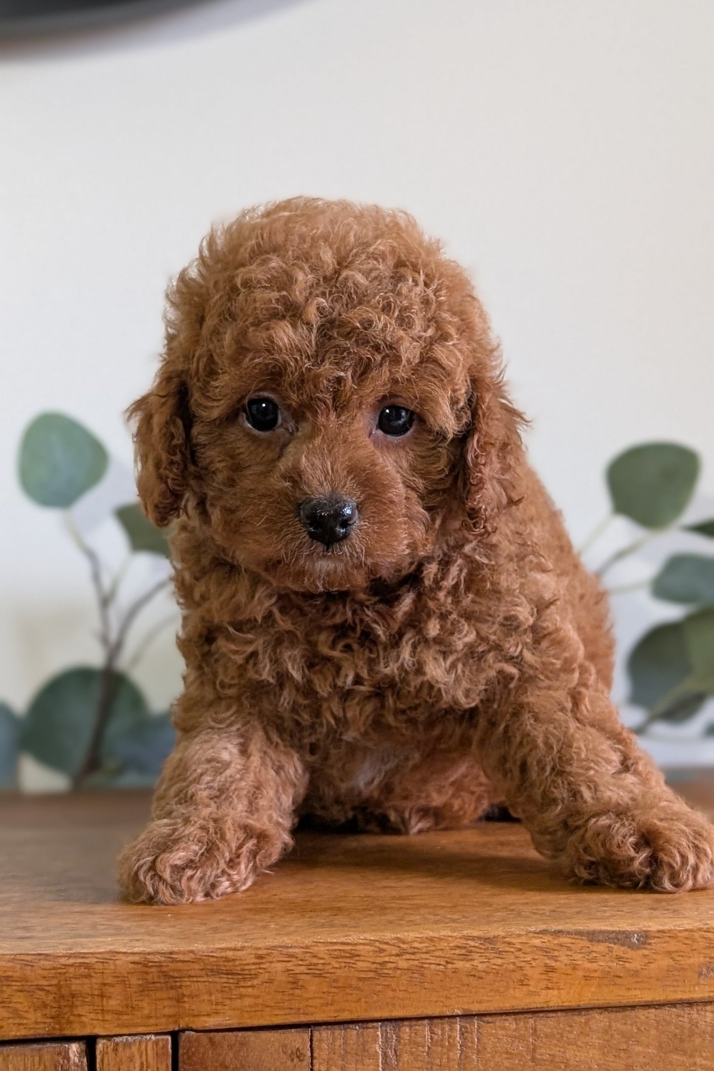 CAVAPOO (JUN 25) FEMALES