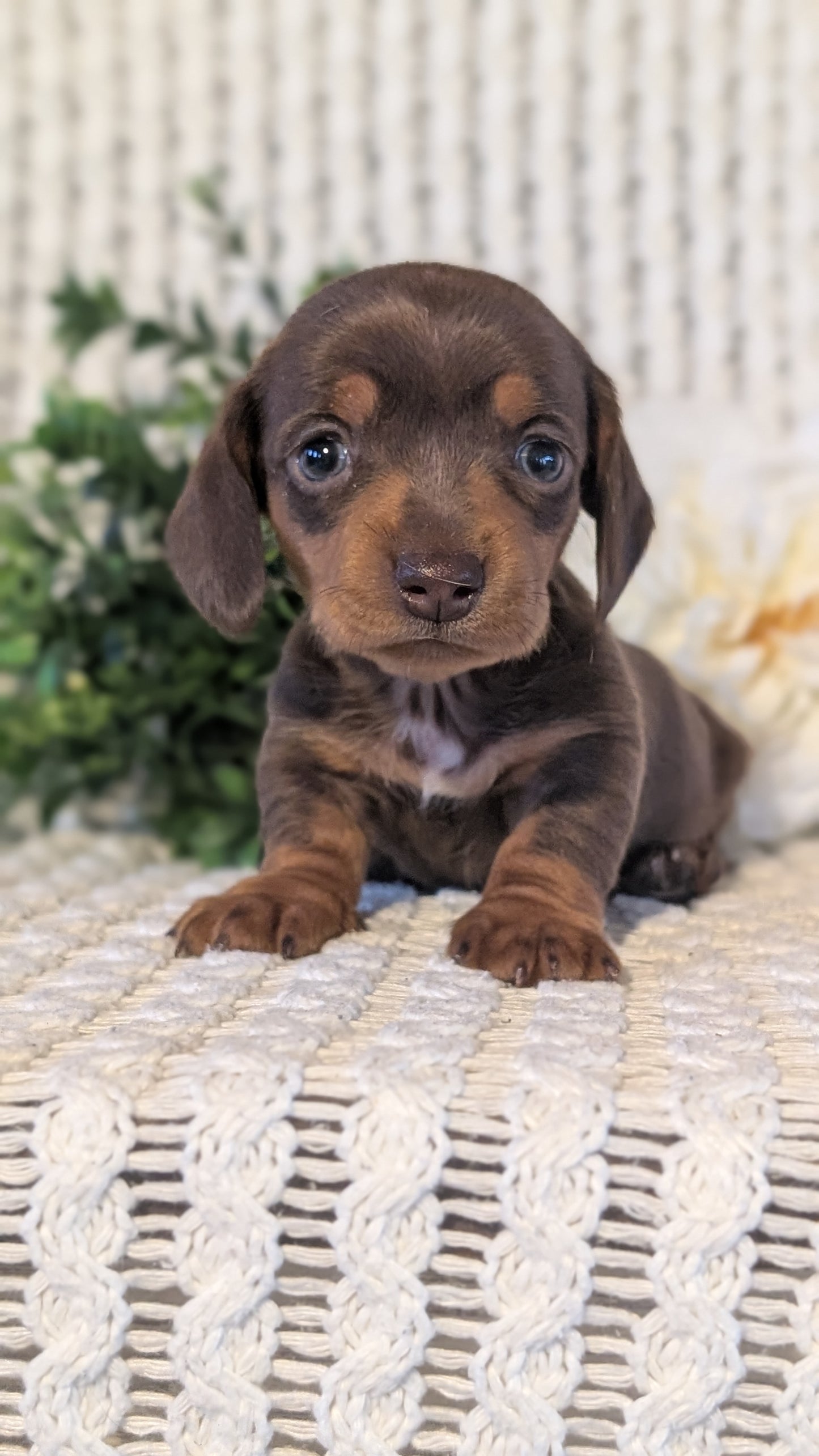 MINI DACHSHUND (JAN 16) FEMALES