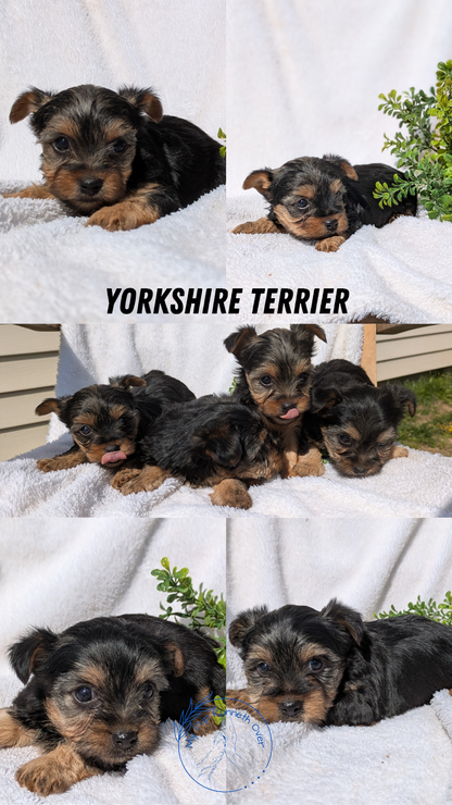 YORKSHIRE TERRIER (02/28) MALE