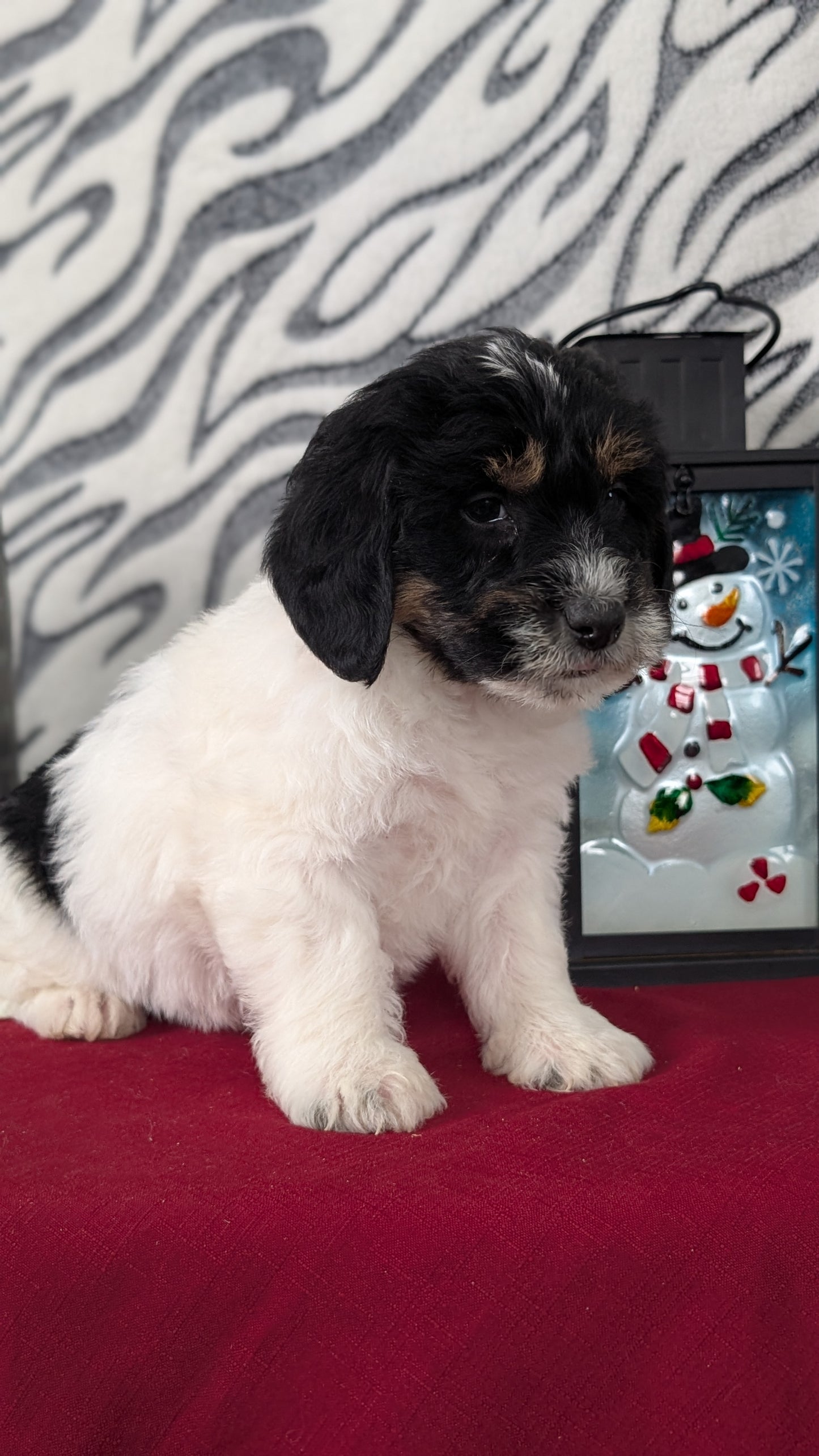 MINI LABRADOODLE (OCT 20) MALES