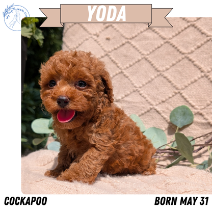 COCKAPOO (05/31) MALE