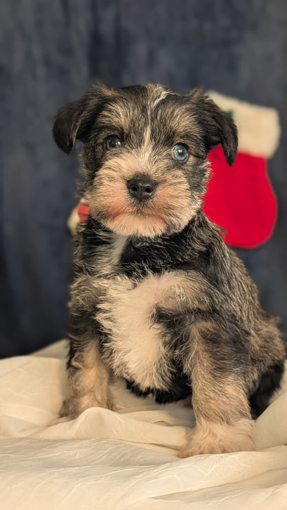 MINI SCHNAUZER (OCT 27) FEMALE