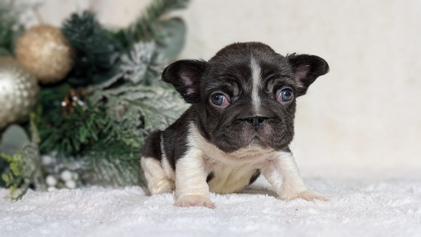 FRENCH BULLDOG (OCT 08) MALES
